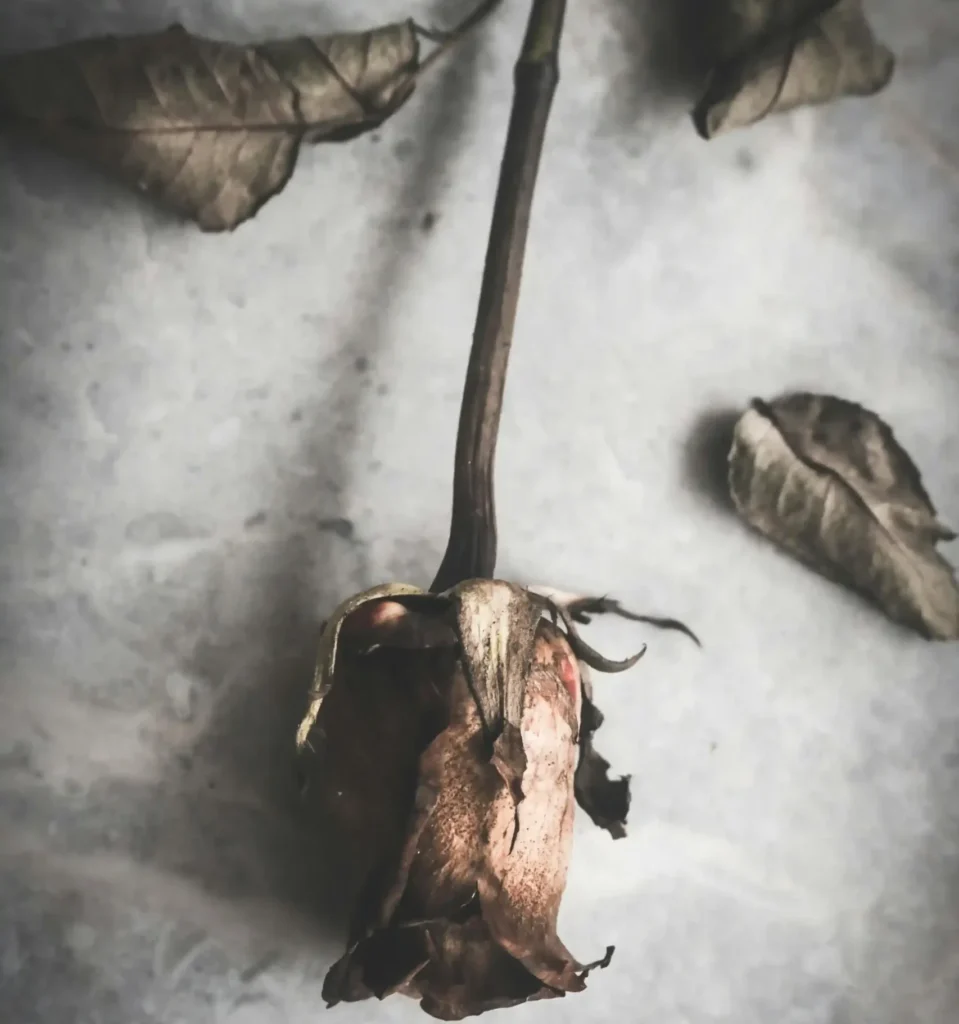 لماذا يموت الزرع في المنزل