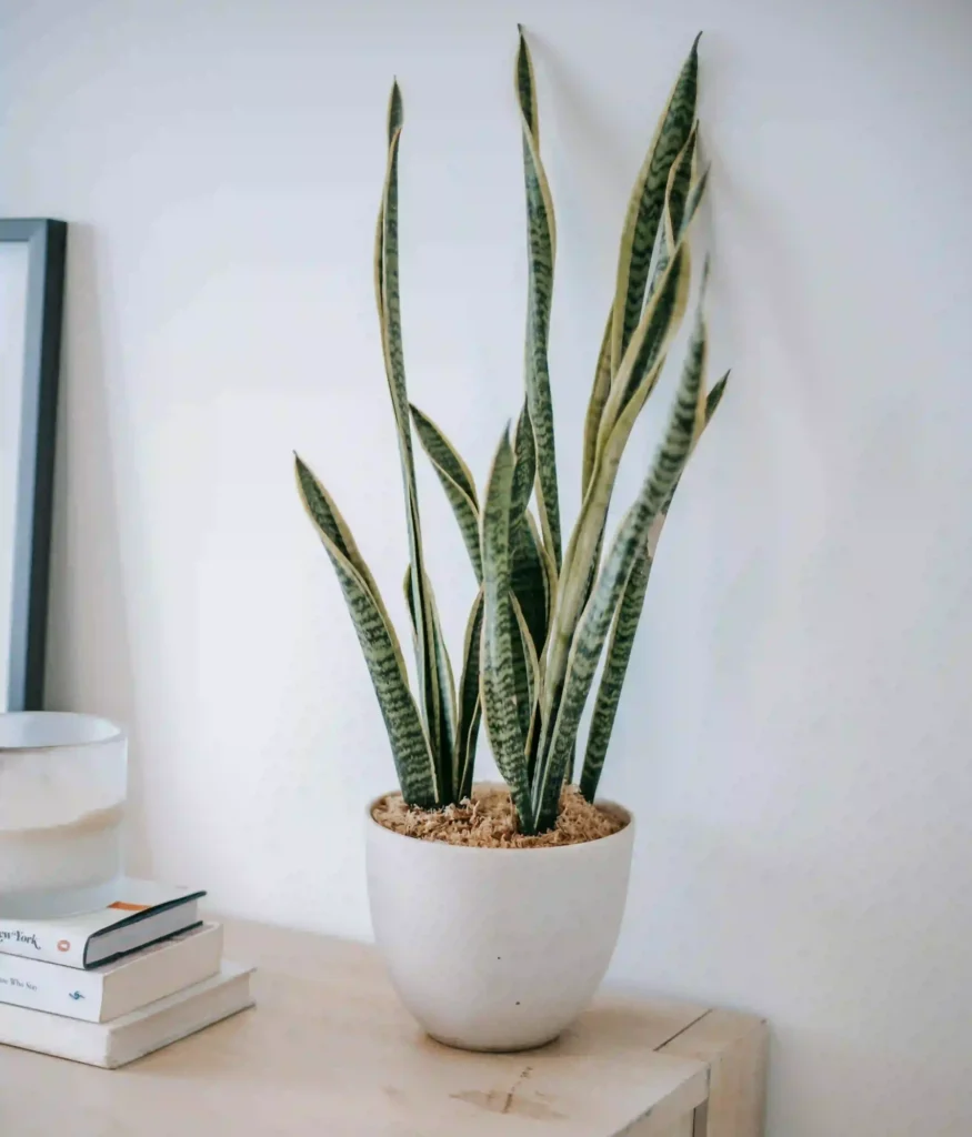 نبات الأفعي - نباتات منزلية لا تحتاج للشمس