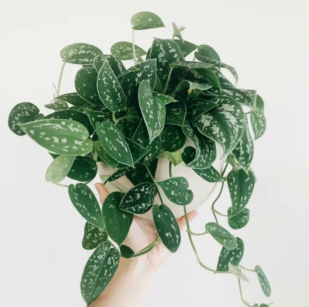 نبات البوتس - نباتات منزلية لا تحتاج للشمس