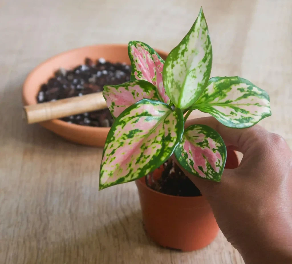 نبات الخضرة الصينية - نباتات منزلية لا تحتاج للشمس