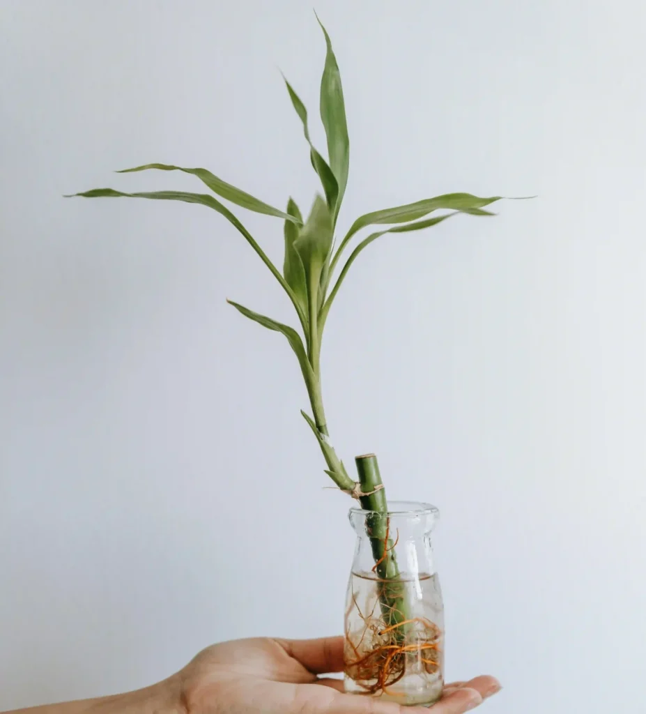 نباتات منزلية لا تحتاج للشمس - نبات شجرة الدراسينا