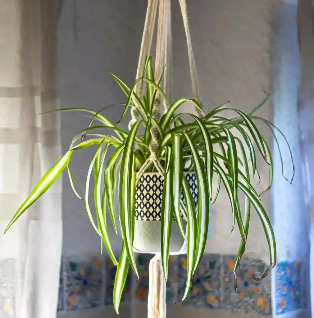 نبات العنكبوت - نباتات منزلية لا تحتاج للشمس