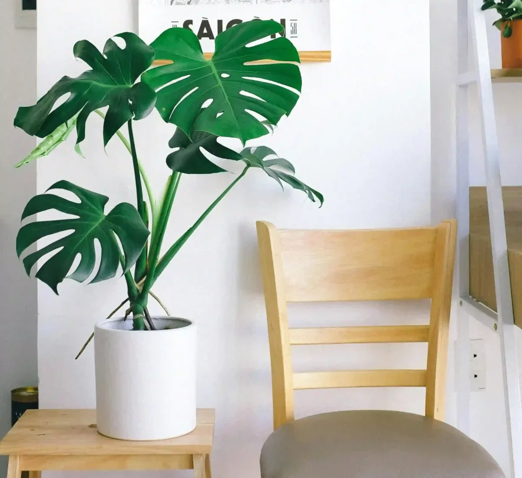 نبات مونستيرا - نباتات منزلية لا تحتاج للشمس