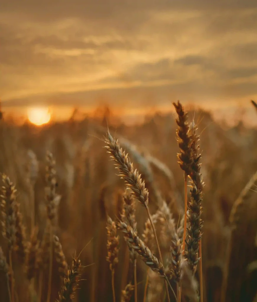 هل يستطيع النبات العيش بدون شمس؟